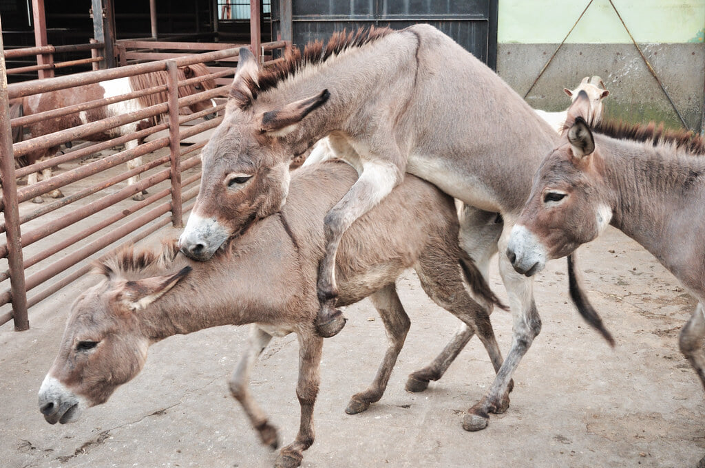 宇都宮動物園の写真 ©yoppy(CC BY 2.0)