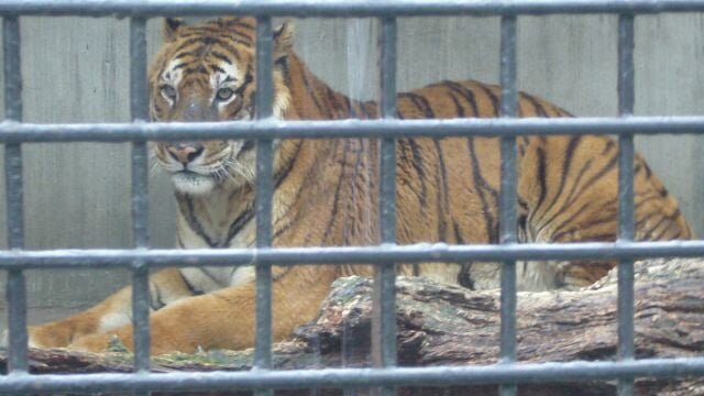 宇都宮動物園の写真 ©Ｋａｔｕｕｙａ(CC BY-SA 3.0)