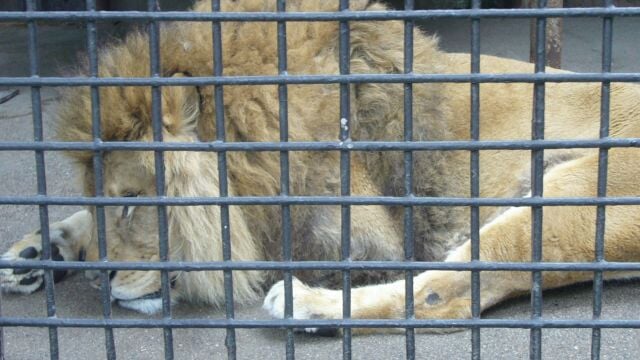 宇都宮動物園の写真 ©Ｋａｔｕｕｙａ(CC BY-SA 3.0)