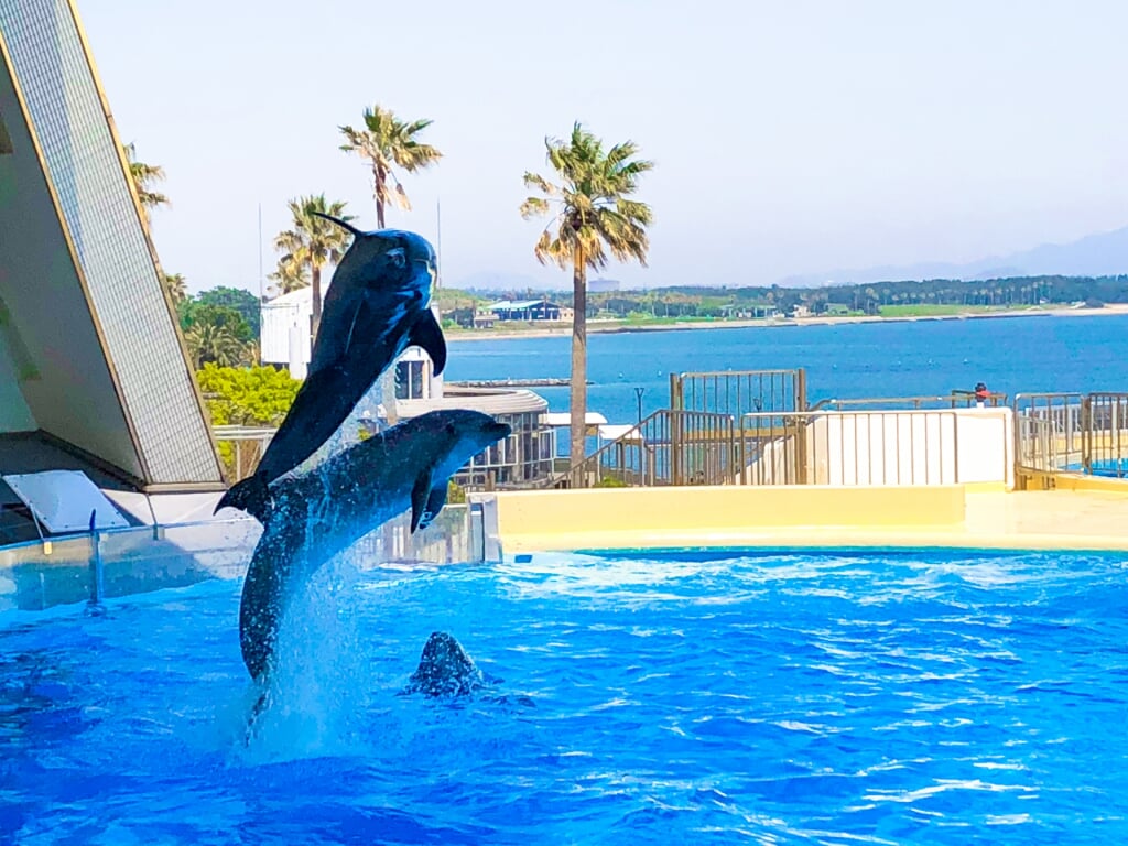 水族館 マリンワールド 海の中道の写真 