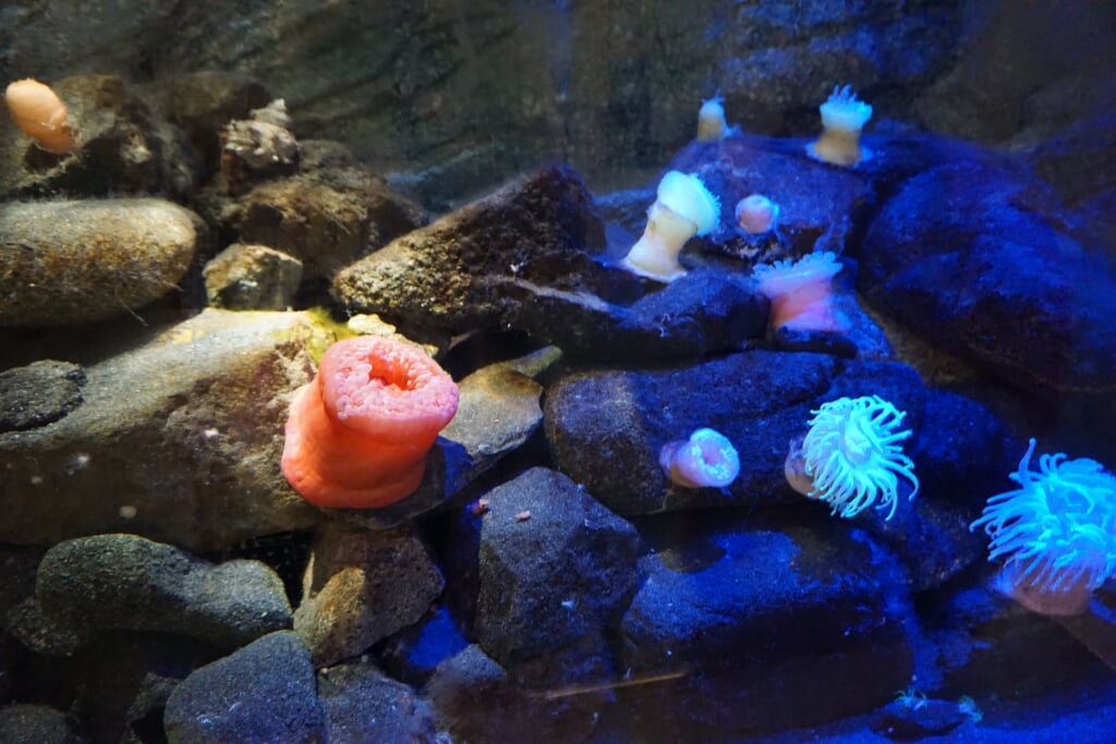 水族館 マリンワールド 海の中道の写真 