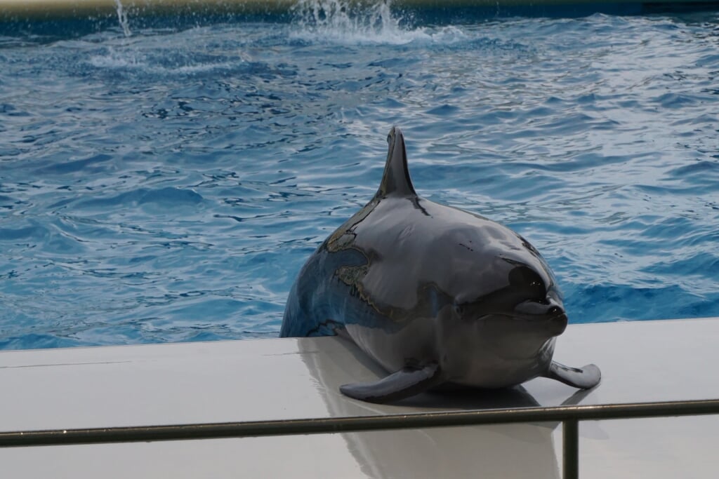 水族館 マリンワールド 海の中道の写真 