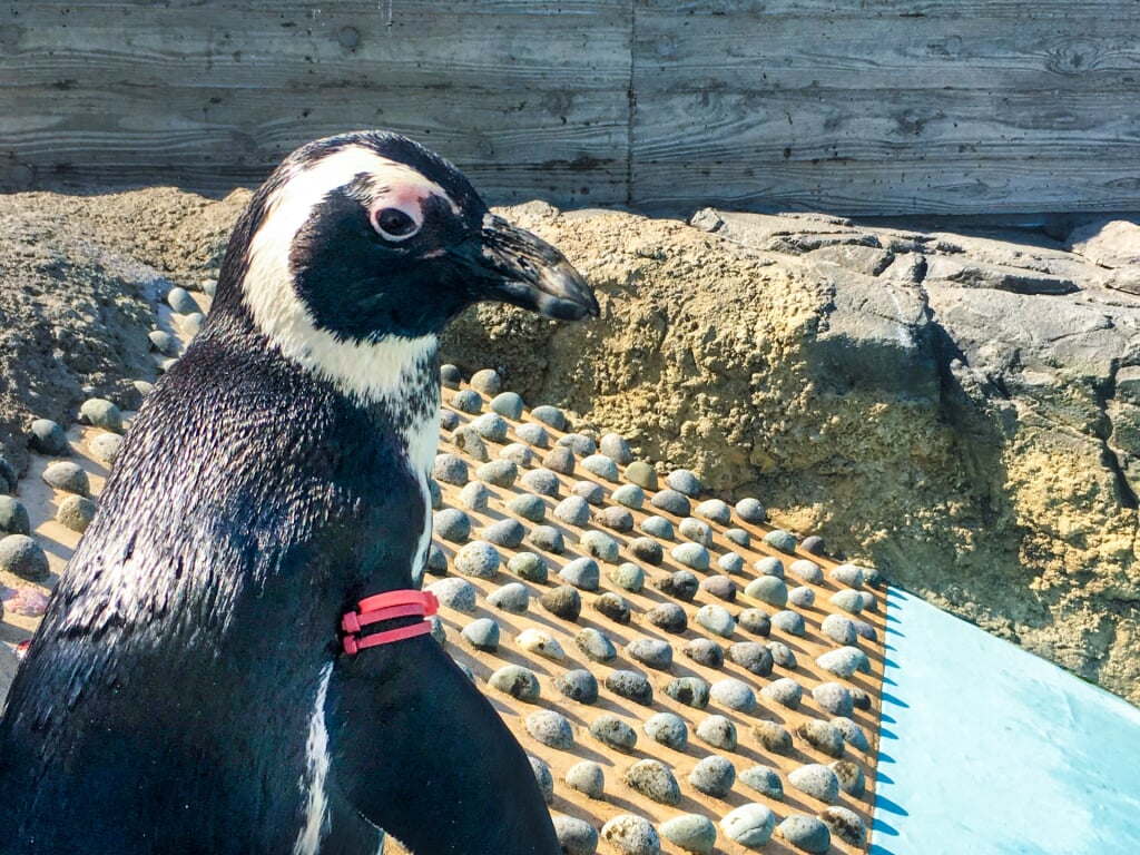 水族館 マリンワールド 海の中道の写真 