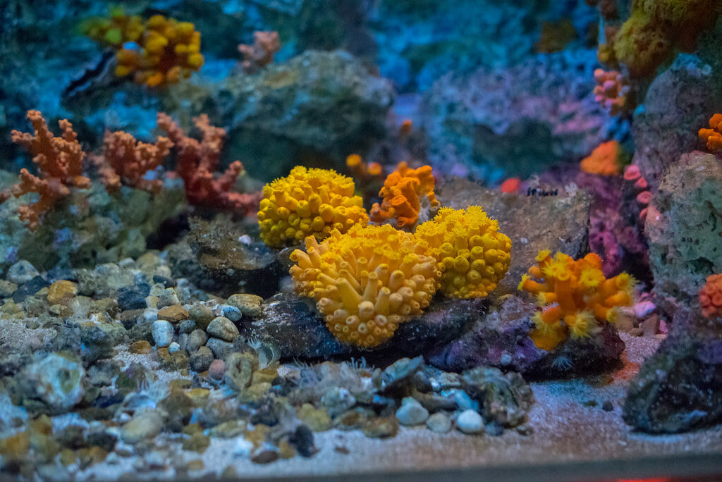 須磨海浜水族園の写真 ©jinkemoole(CC BY 2.0)