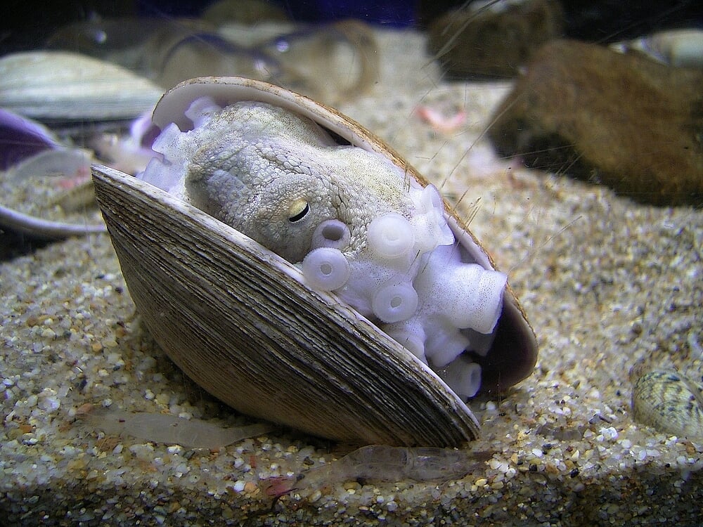 須磨海浜水族園の写真 ©Daiju(CC BY-SA 2.5)