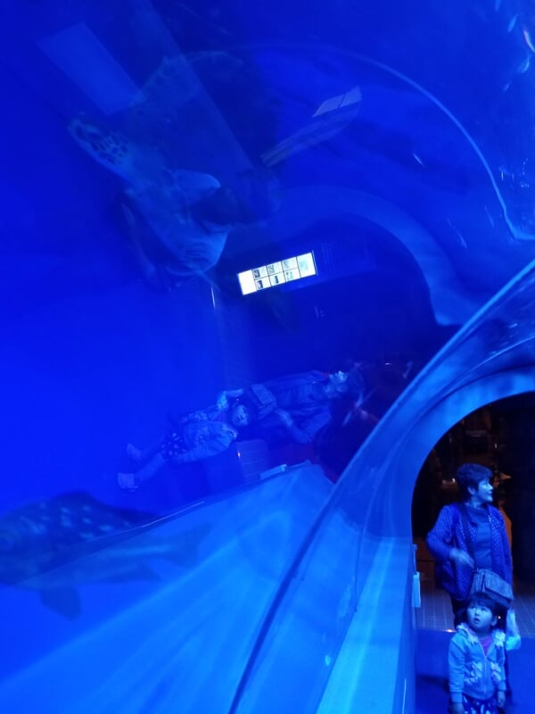 もぐらんぴあ・まちなか水族館の写真 ©jetalone(CC BY 2.0)