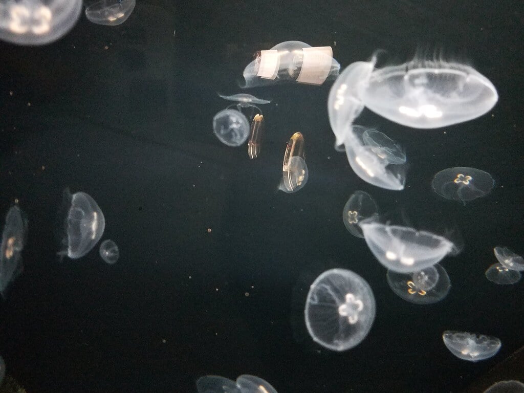 もぐらんぴあ・まちなか水族館の写真 ©jetalone(CC BY 2.0)