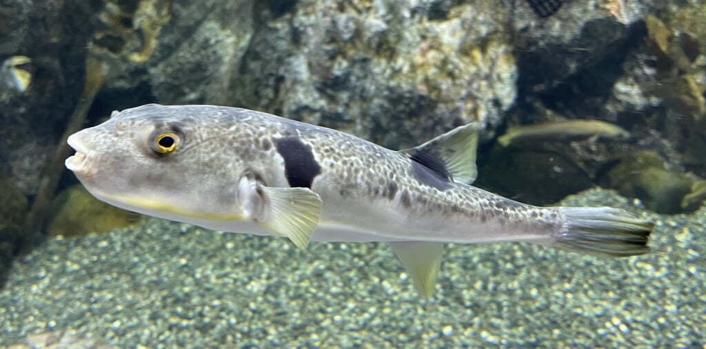もぐらんぴあ・まちなか水族館の写真 ©Totti(CC BY-SA 4.0)