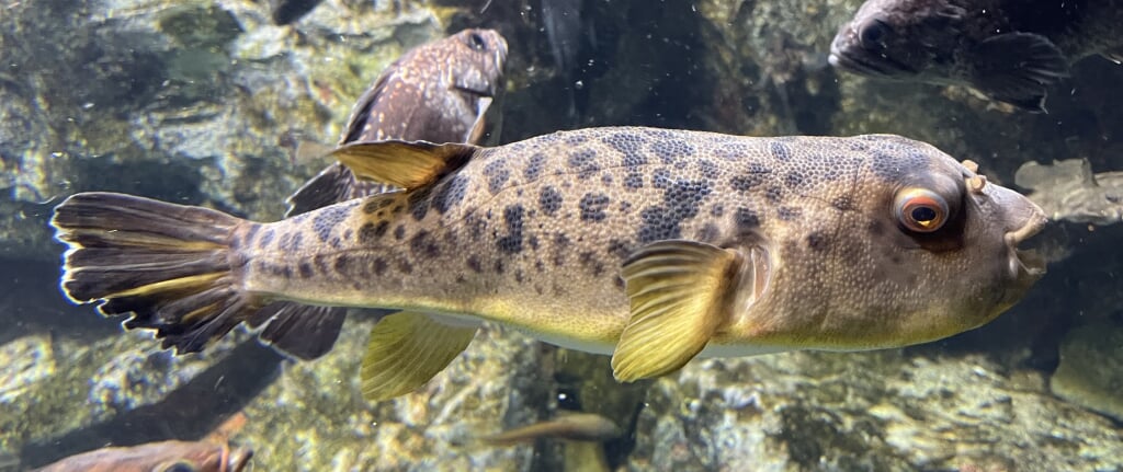 もぐらんぴあ・まちなか水族館の写真 ©Totti(CC BY-SA 4.0)