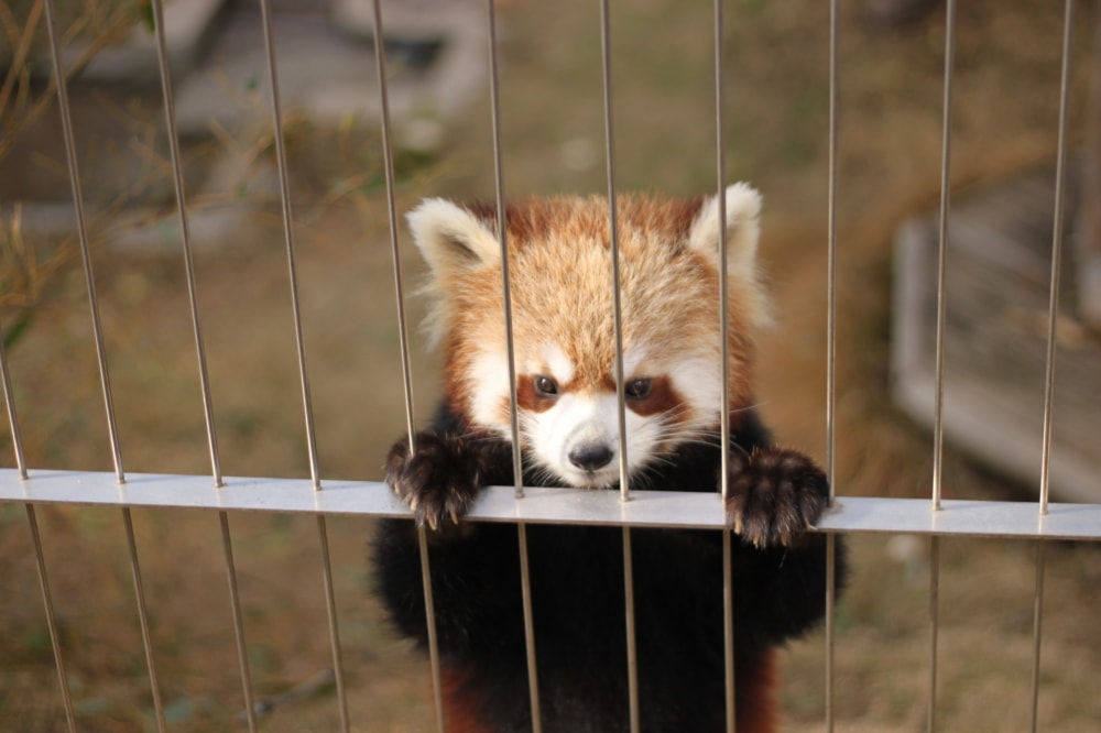 周南市 徳山動物園の写真 