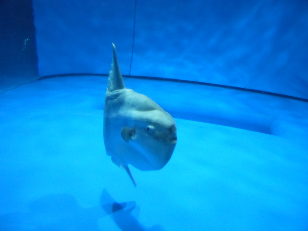 アクアワールド茨城県大洗水族館の写真 ©Miyuki(CC BY-SA 4.0)