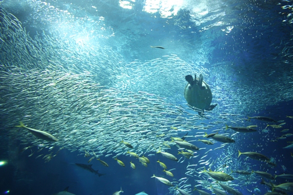 アクアワールド茨城県大洗水族館の写真 ©Ryokou_man(Public domain)