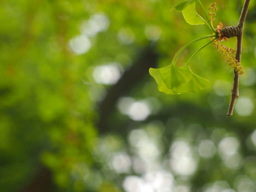 玉堂美術館の写真 ©ai3310X(CC BY 2.0)