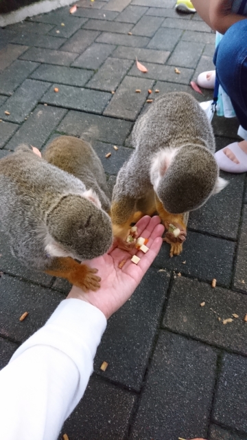 とくしま動物園の写真 