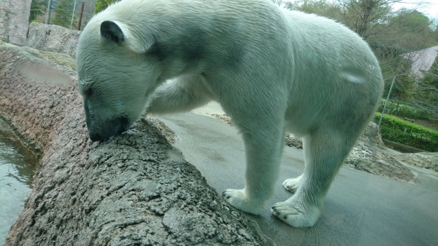 とくしま動物園の写真 