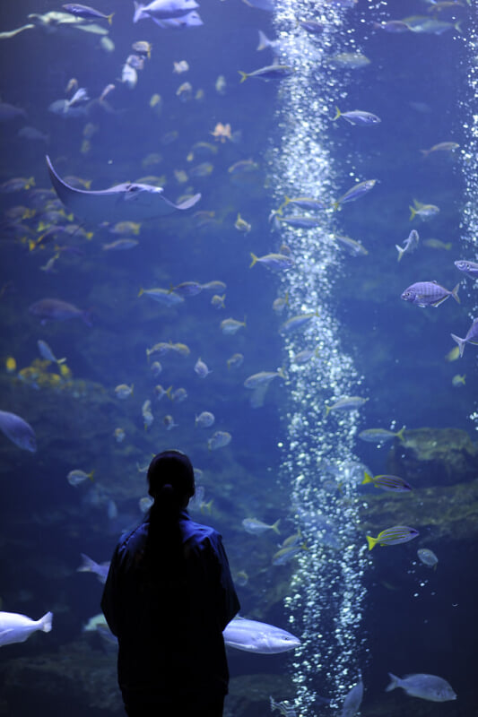 京都水族館の写真 ©BONGURI(CC BY-ND 2.0)