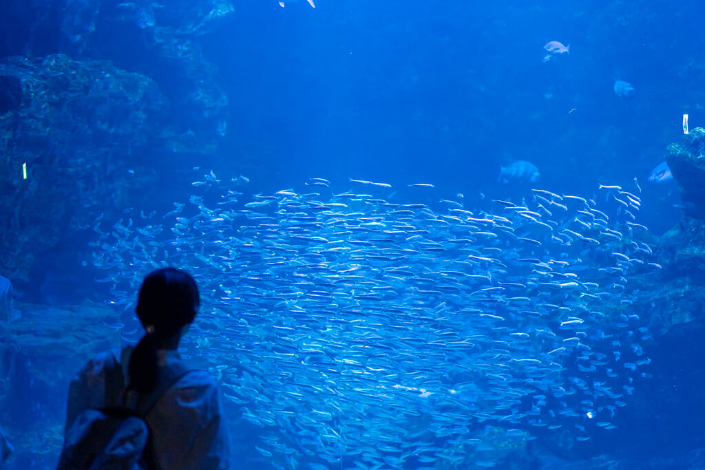 京都水族館の写真 ©lasta29(CC BY 2.0)