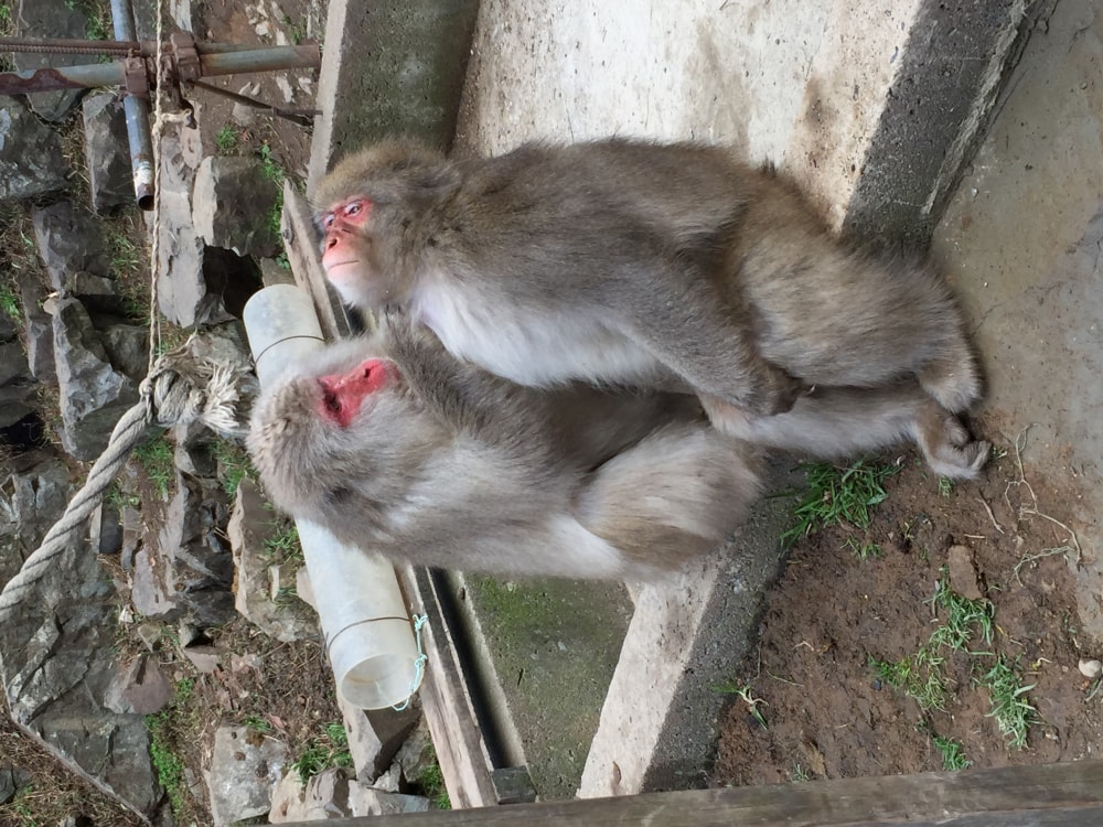 地獄谷野猿公苑の写真 ©bryan... from Taipei, Taiwan(CC BY-SA 2.0)