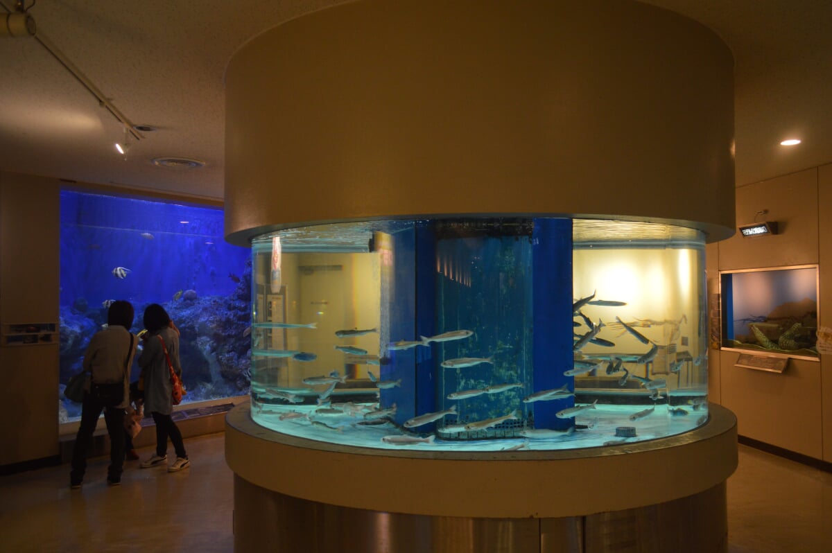 丹後魚っ知館の写真 ©Asturio(CC BY-SA 4.0)