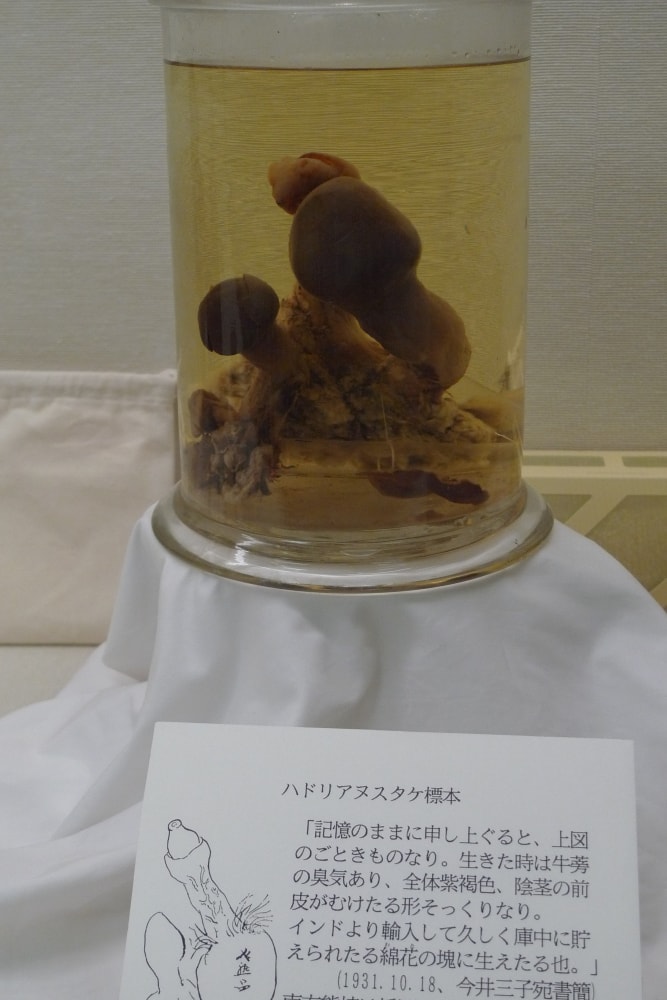 南方熊楠記念館の写真 ©Nomancam(CC BY-SA 4.0)