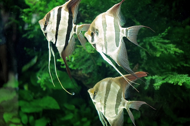 すみだ水族館の写真 