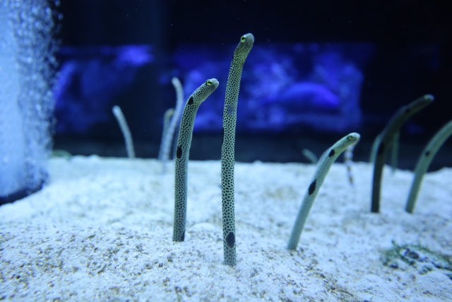 すみだ水族館の写真 
