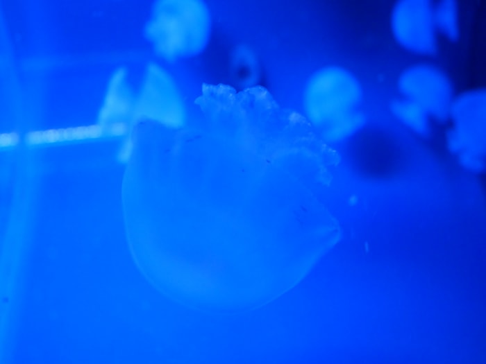 すみだ水族館の写真 