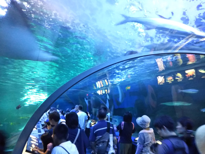 しながわ水族館の写真 