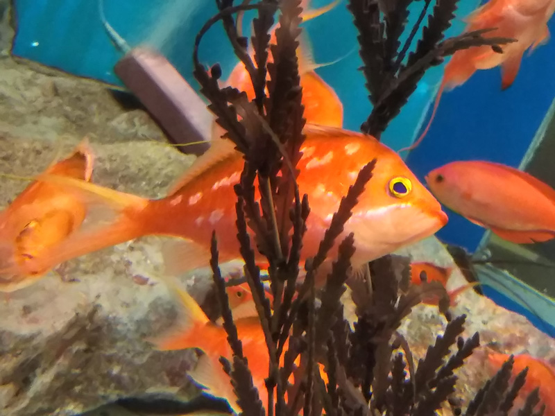 しながわ水族館の写真 