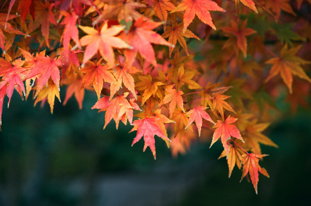 兼六園の写真 ©bryan...(CC BY-SA 2.0)
