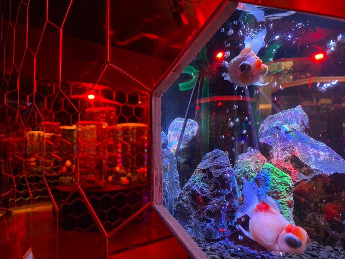 奈良金魚ミュージアムの写真 