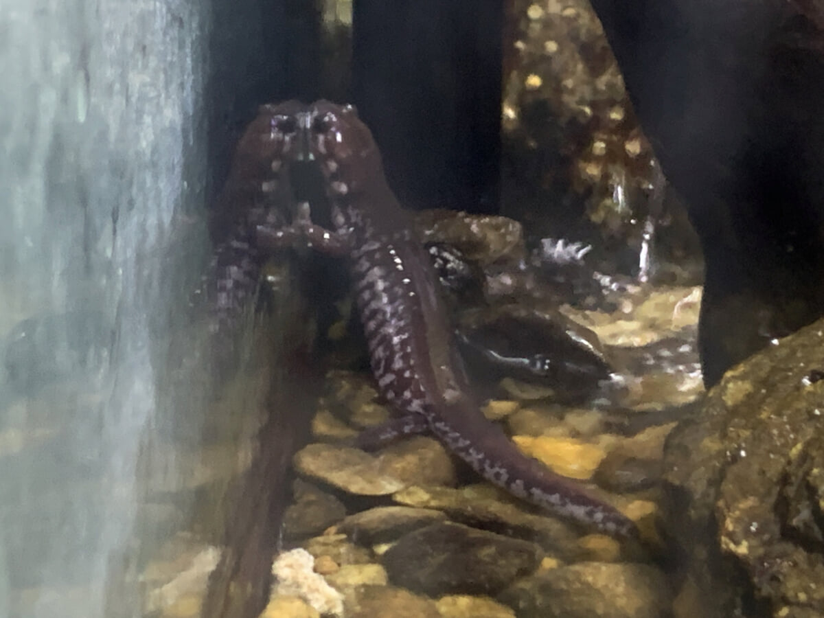 佐賀県立宇宙科学館 ゆめぎんがの写真 ©ハポニアラ(CC BY-SA 4.0)