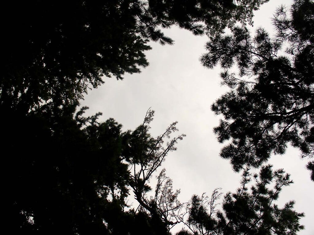 天橋立 傘松公園の写真 ©Sono★Elefante(CC BY-SA 2.0)