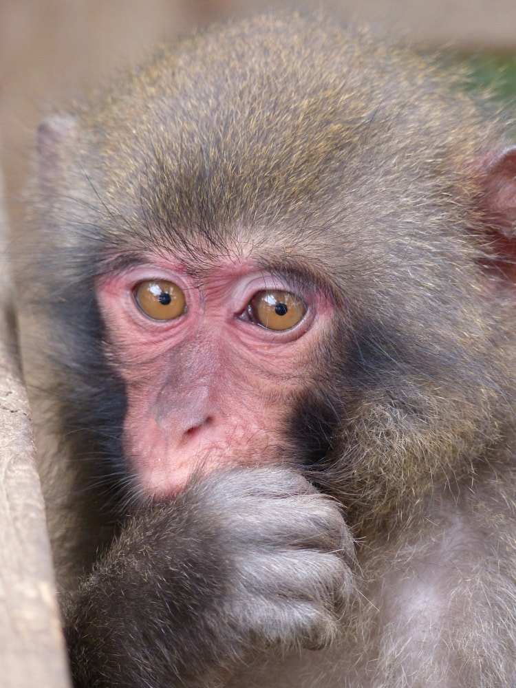 しろとり動物園の写真 