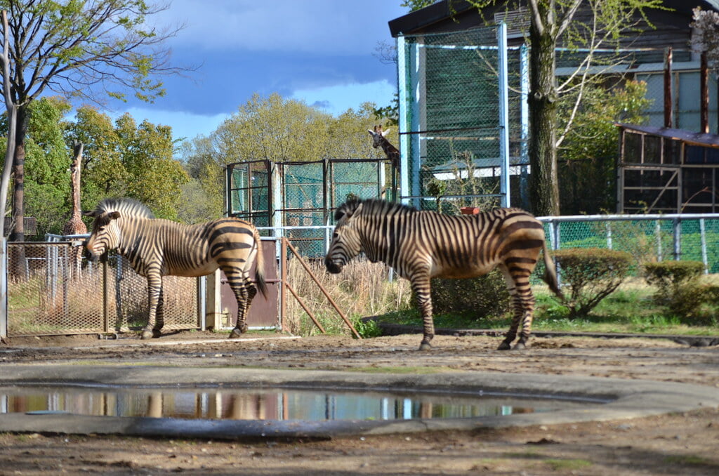 埼玉県こども動物自然公園の写真 ©tsukunepapa(CC BY 2.0)