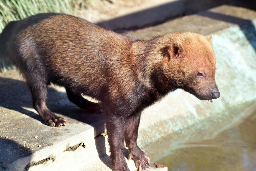 京都市動物園の写真 