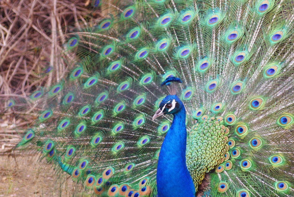 京都市動物園の写真 