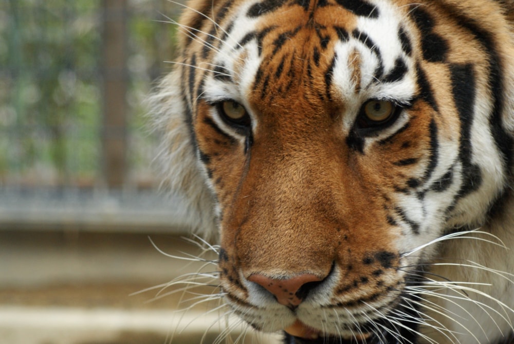 京都市動物園の写真 