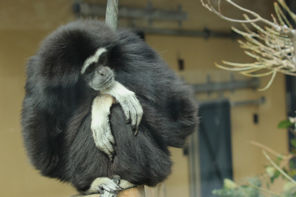 京都市動物園の写真 