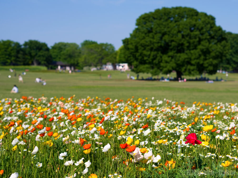 国営昭和記念公園の写真 ©Hiroaki Kaneko(CC BY-SA 3.0)