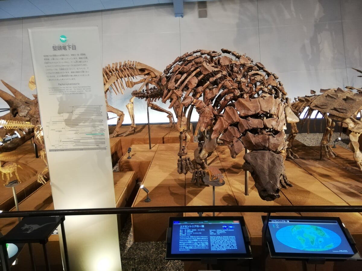 福井県立恐竜博物館の写真 ©先従隗始(CC0)