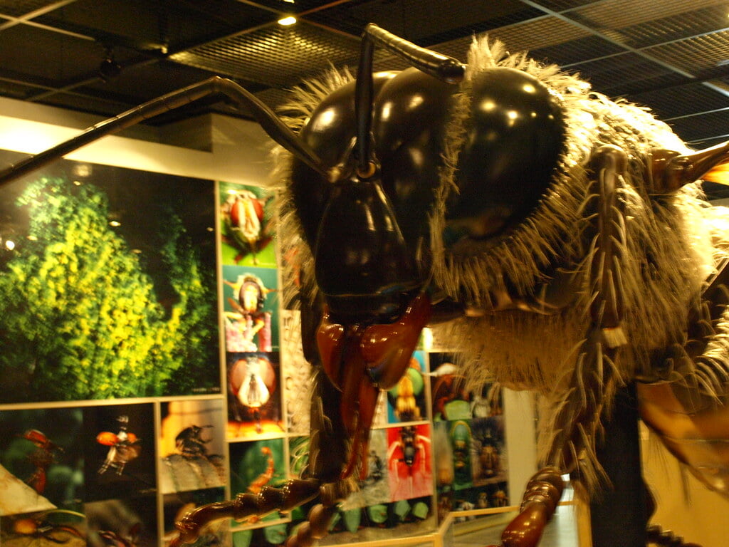伊丹市昆虫館の写真 ©merec0(CC BY 2.0)