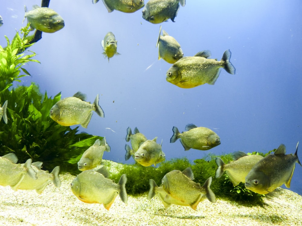 鳥羽水族館の写真 