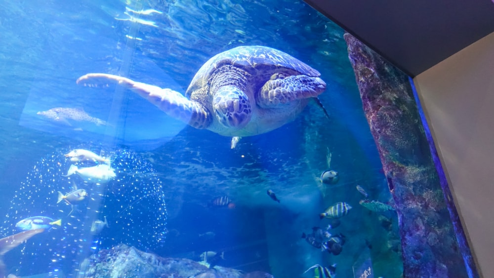 鳥羽水族館の写真 