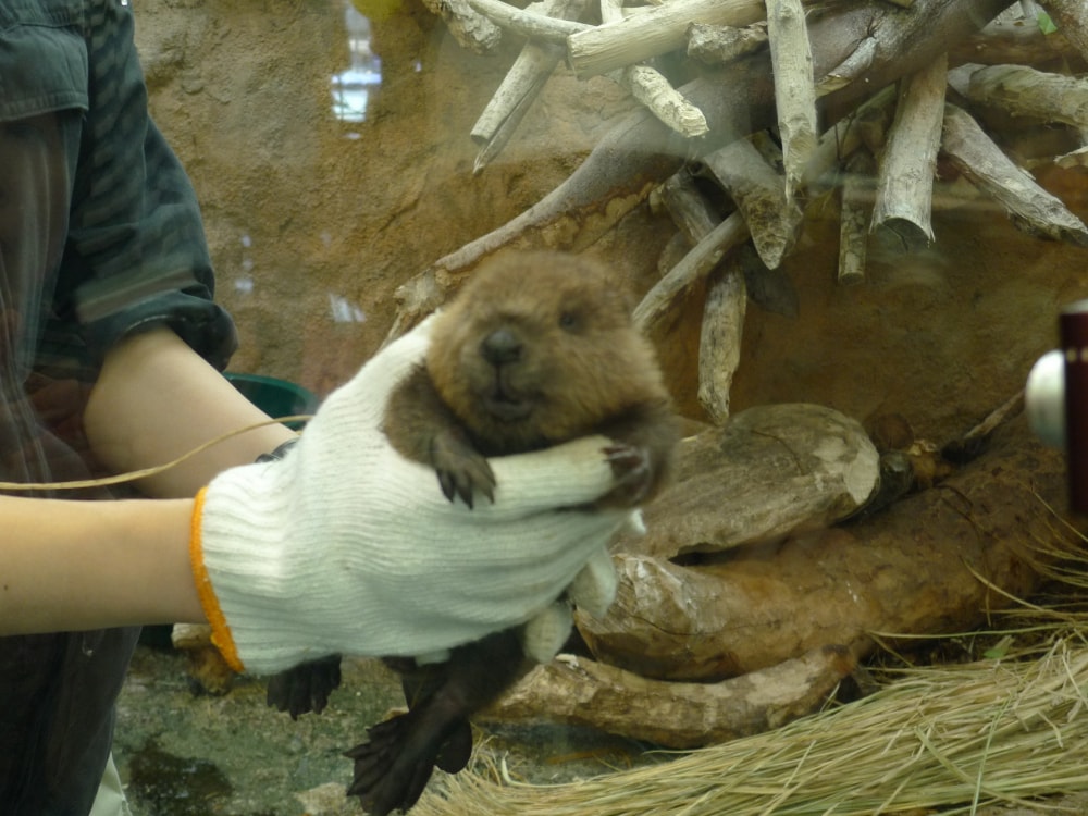 鳥羽水族館の写真 ©Motokoka(CC BY-SA 4.0)