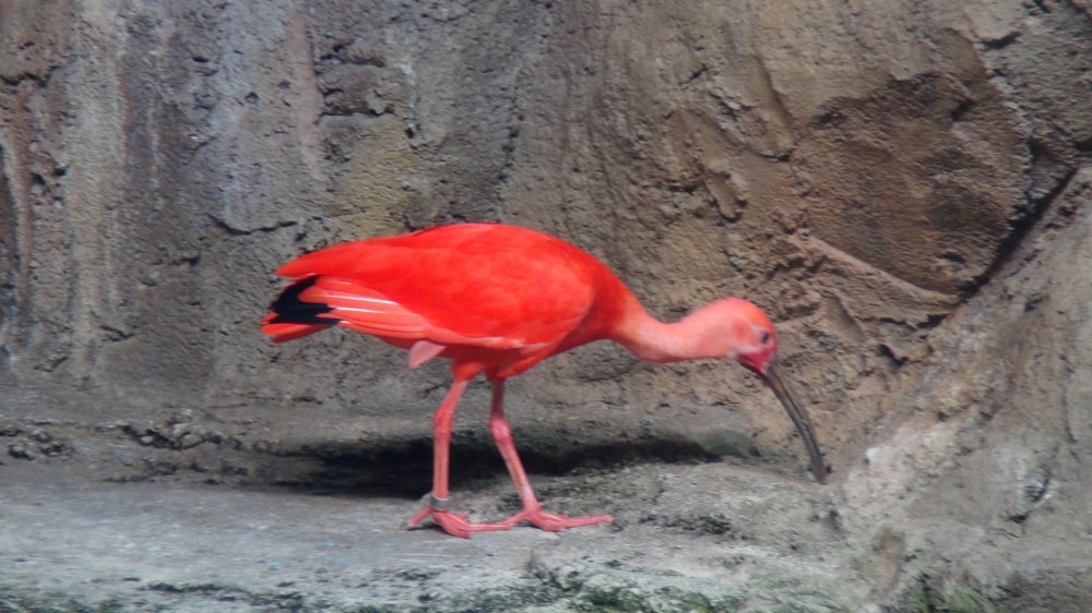 鳥羽水族館の写真 