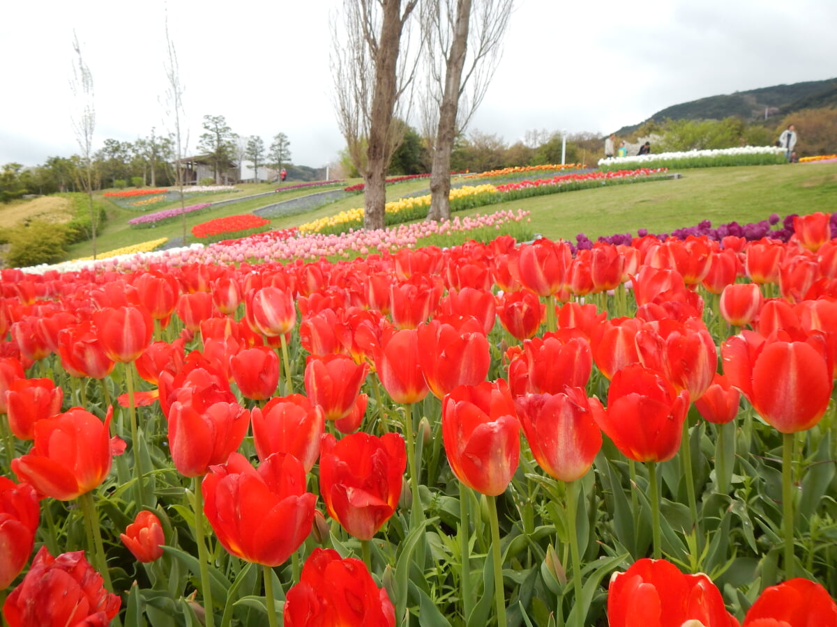 淡路島国営明石海峡公園の写真 ©Nekosuki(CC BY-SA 4.0)