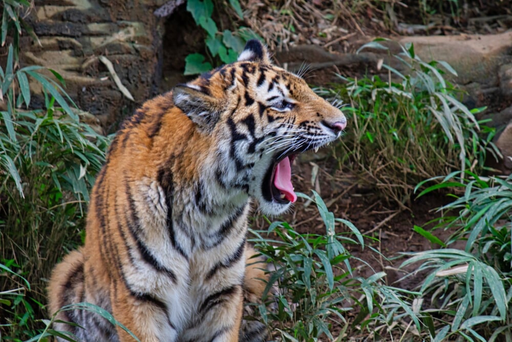 東京都 多摩動物公園の写真 