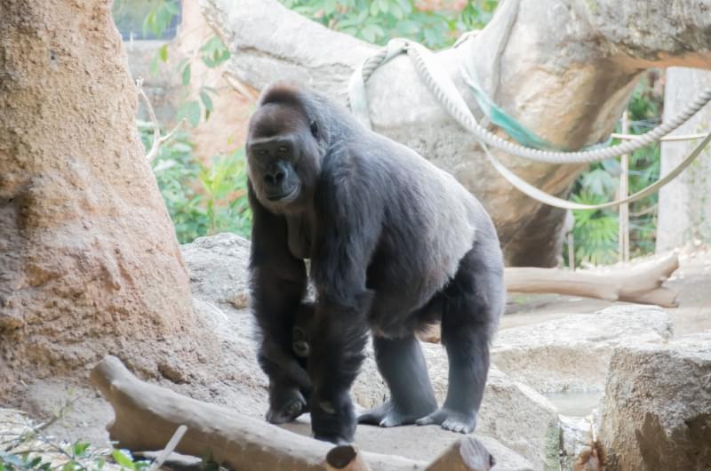恩賜上野動物園の写真 