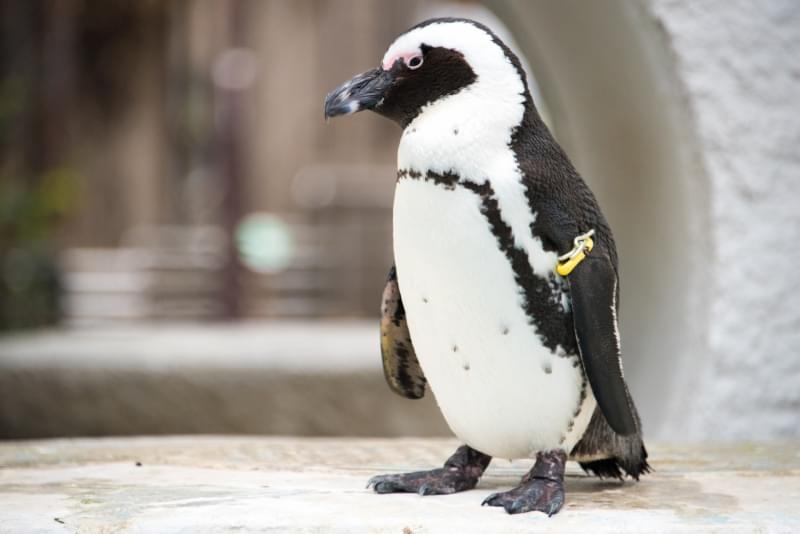 恩賜上野動物園の写真 